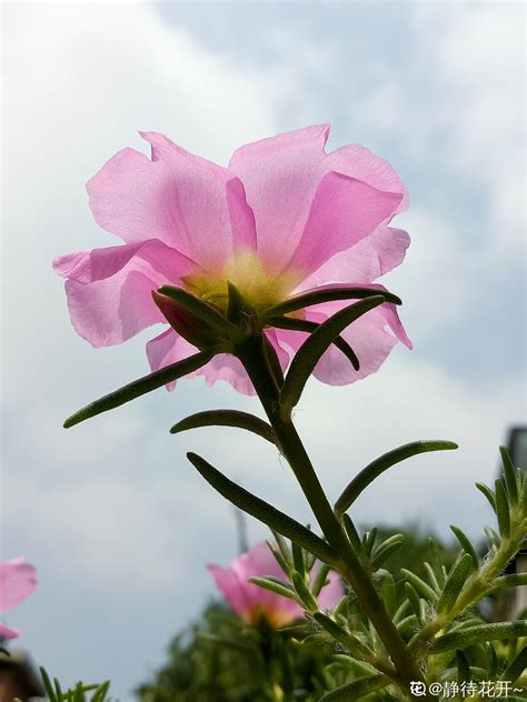 夏天開的花有哪些|【夏天开的花有哪些】夏季十大名花 夏天有什么花 夏天开的十种。